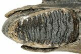 Woolly Mammoth Jaw Section w/ Molars - North Sea #298454-3